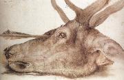 Albrecht Durer The Head of a stag Killed by an arrow oil painting